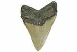 Serrated, Fossil Megalodon Tooth - North Carolina #371309-2